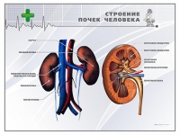 Стенд "Строение почки человека" - «globural.ru» - Дербент