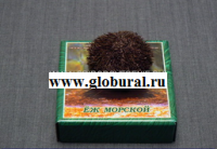 Сухой препарат "Еж морской" - «globural.ru» - Дербент