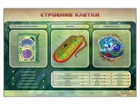 Электрифицированный стенд "Строение клетки" с маркерными полями - «globural.ru» - Дербент