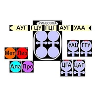 Модель-аппликация "Биосинтез белка" (ламинированная) - «globural.ru» - Дербент