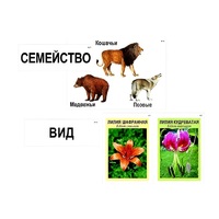 Модель-аппликация "Классификация растений и животных" (ламинированная) - «globural.ru» - Дербент