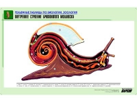 Рельефная таблица "Внутреннее строение брюхоногого моллюска" (формат А1, матовое ламинир.) - «globural.ru» - Дербент