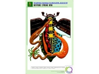 Рельефная таблица "Внутреннее строение жука" (формат А1, матовое ламинир.) - «globural.ru» - Дербент