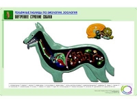 Рельефная таблица "Внутреннее строение собаки" (формат А1, матовое ламинир.) - «globural.ru» - Дербент