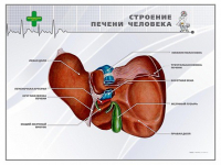 Стенд "Строение печени человека" - «globural.ru» - Дербент