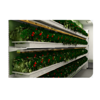 Стеллаж для выращивания клубники "Стена" - «globural.ru» - Дербент