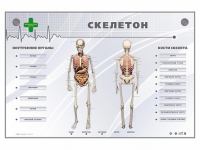 Электрифицированный стенд-тренажер "Скелетон" - «globural.ru» - Дербент