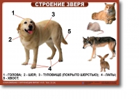 Ознакомление с окружающим миром. 1-4 класс. Комплект таблиц. Наглядные пособия для начальной школы, учебные пособия - «globural.ru» - Дербент