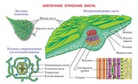 Плакаты и таблицы по биологии - «globural.ru» - Дербент