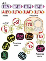 Модель-аппликация Биосинтез белка - «globural.ru» - Дербент