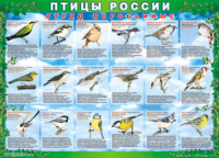 Таблица Птицы России из  4 листов в комплекте 1000*1400 винил	 - «globural.ru» - Дербент