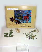 Гербарий Деревья и кустарники (20 видов) - «globural.ru» - Дербент