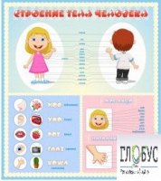 Стенд "Строение человека" для детей - «globural.ru» - Дербент