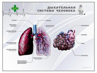 Стенд "Дыхательная система человека" - «globural.ru» - Дербент