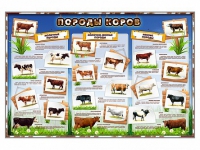 Стенд "Породы коров" - «globural.ru» - Дербент