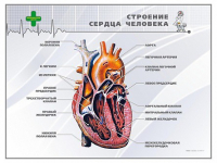 Стенд "Строение сердца человека" - «globural.ru» - Дербент