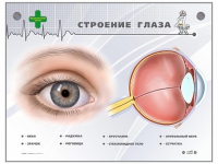 Интерактивный стенд "Строение глаза" - «globural.ru» - Дербент
