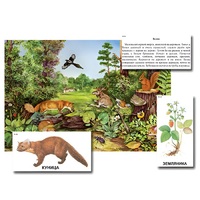 Магнитный плакат-аппликация "Лес: биоразнообразие и взаимосвязи в сообществе" - «globural.ru» - Дербент