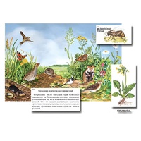 Магнитный плакат-аппликация "Луг: биоразнообразие и взаимосвязи в сообществе" - «globural.ru» - Дербент