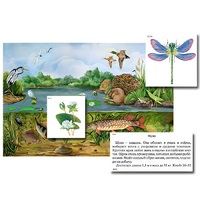 Магнитный плакат-аппликация "Водоем: биоразнообразие и взаимосвязи в сообществе" - «globural.ru» - Дербент