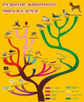 Стенд "Развитие животного мира на земле" - «globural.ru» - Дербент