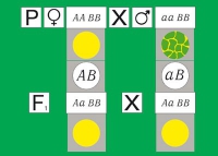 Модель-аппликация Дигибридное скрещивание. Законы Менделя. (набор из 84 карт) - «globural.ru» - Дербент