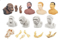 Набор моделей палеонтологических находок "Происхождение человека" - «globural.ru» - Дербент