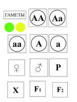 Модель-аппликация Моногибридное скрещивание и его цитологические основы - «globural.ru» - Дербент