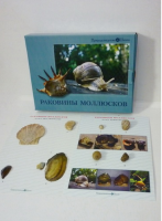 Коллекция "Раковины моллюсков" (вариант 2) - «globural.ru» - Дербент