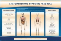 Электрифицированный стенд-тренажер c макетом скелета "Анатомическое строение человека" - «globural.ru» - Дербент
