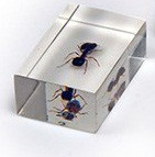 Комплект микропрепаратов для стереомикроскопа - «globural.ru» - Дербент