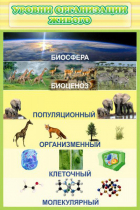 Стенд "Уровни организации живого" - «globural.ru» - Дербент