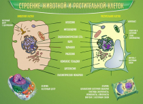 Стенд "Строение животной и растительной клеток" - «globural.ru» - Дербент