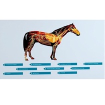 Стенд-планшет светодинамический "Изучение кровеносной системы сельскохозяйственных животных" со сменными панелями - «globural.ru» - Дербент