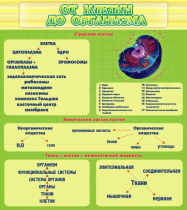 Стенд "От клетки до организма" - «globural.ru» - Дербент