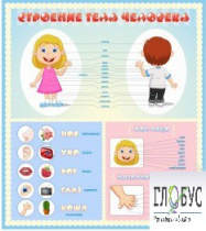 Стенд "Строение человека" для детей - «globural.ru» - Дербент