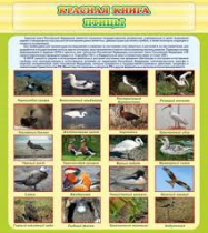 Стенд "Красная книга - птицы" - «globural.ru» - Дербент
