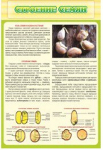 Стенд "Строение семян" - «globural.ru» - Дербент