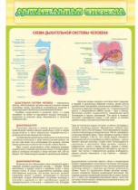 Стенд "Дыхательная система" - «globural.ru» - Дербент