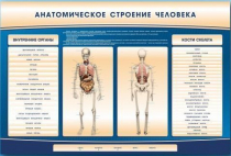 Электрифицированный стенд-тренажер c макетом скелета "Анатомическое строение человека" - «globural.ru» - Дербент