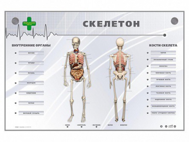 Электрифицированный стенд-тренажер "Скелетон" - «globural.ru» - Дербент