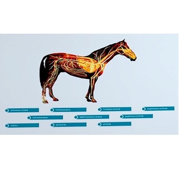 Стенд-планшет светодинамический "Изучение кровеносной системы сельскохозяйственных животных" со сменными панелями - «globural.ru» - Дербент