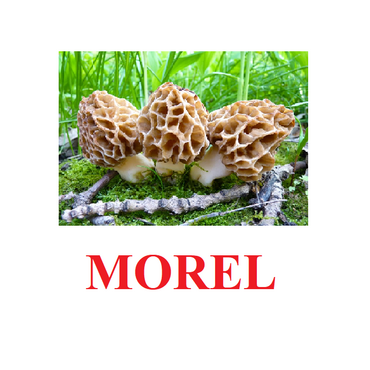 "Mushrooms" ("Грибы") английские карточки Домана - «globural.ru» - Дербент