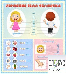 Стенд "Строение человека" для детей - «globural.ru» - Дербент