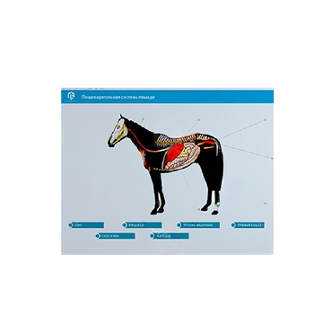 Стенд-планшет светодинамический "Изучение пищеварительной системы сельскохозяйственных животных" со сменными панелями - «globural.ru» - Дербент